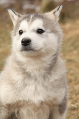 Portrait of Alaskan Malamute puppy