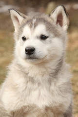 Portrait of Alaskan Malamute puppy