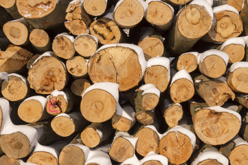 Round End Of Wood For Background.