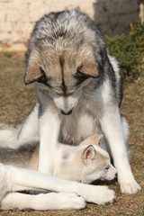 Alaskan malamute parent with puppy