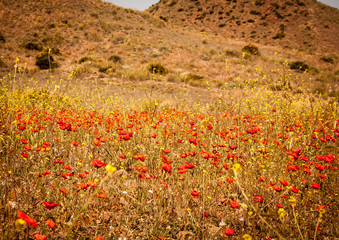 red wildflowers spain