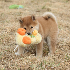 Amazing funny Shiba inu puppy