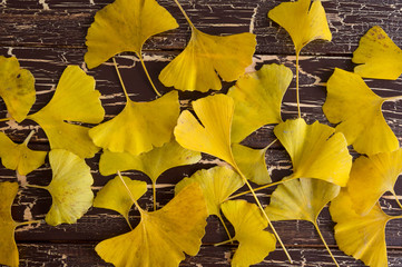 Yellow Ginkgo leaves in Autumn