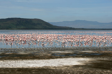 Fototapeta na wymiar Flamingi w Afryce