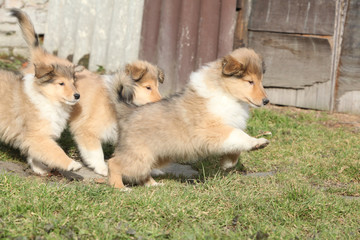 Fototapeta na wymiar Group of Scotch Collie puppies running together