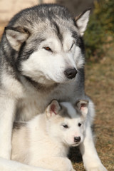 Alaskan malamute parent with puppy