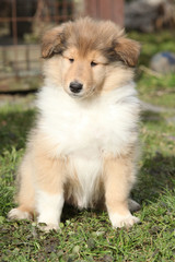 Fototapeta na wymiar Adorable puppy of Scotch collie sitting in the garden