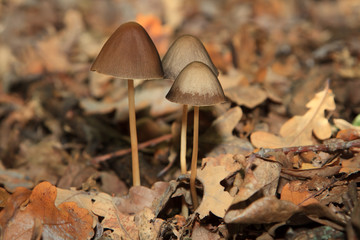 Magic Mushroom in the forest