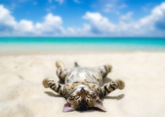 cat on beach © Pakhnyushchyy