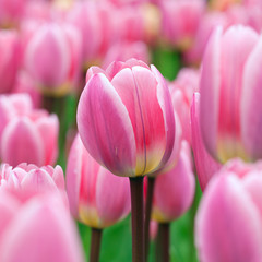 Group purple tulips.