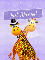 Wedding of giraffe