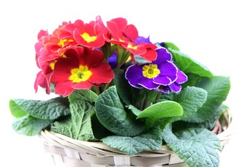 primevères des jardins sur fond blanc