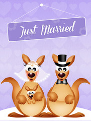 Wedding of kangaroos