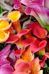 Bouquet of beautiful callas lilies.