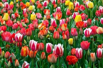 Colorful tulips in the park.
