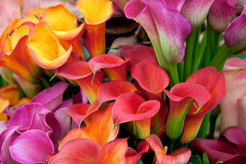Bouquet of beautiful callas lilies.