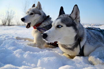 Husky sled in the snow