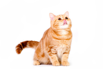 red british cat