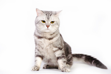 marble british cat