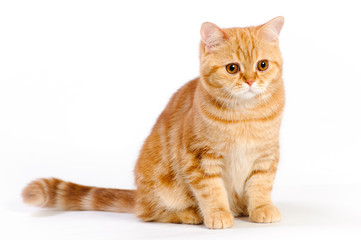 Fototapeta premium red british cat