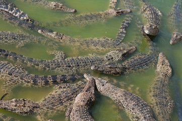 Crocodiles - 60758725