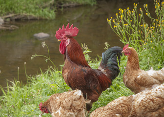 Fototapeta premium Poultry