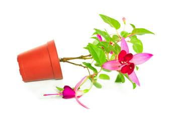 fuchsia flower houseplants in flower pot get a spill, isolated o