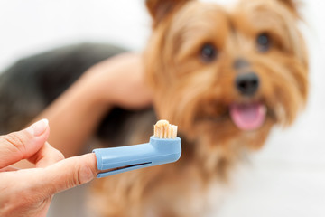 Hand holding dog toothbrush.