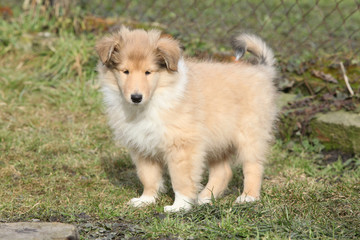 Fototapeta na wymiar Gorgeous puppy of Scotch collie in the garden