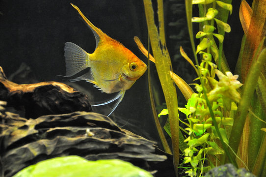 Pesce scalare in acquario domestico