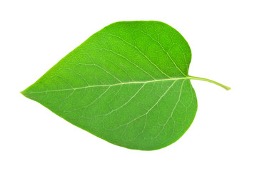 Green leaf