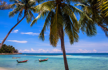 Palms at Haad Yao beach on Koh Phangan island, Thailand