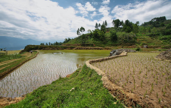 Rice fields near Limbong