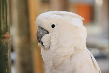 Beautiful white parrot