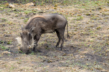 Warthog foraging