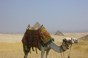 Giza Pyramids with Egyptian Camel