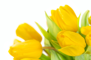 Naklejka premium Yellow tulip flowers