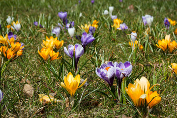 crocus - one of the first spring flowers
