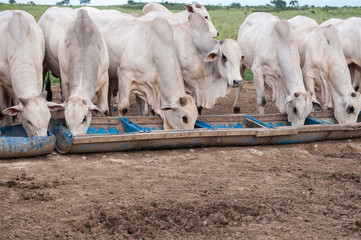 cow in the farm brazilian / Gado nelore no brasil
