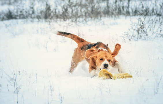 Young beagle on active winter walk