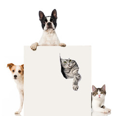 Zwei Hunde und zwei Katzen