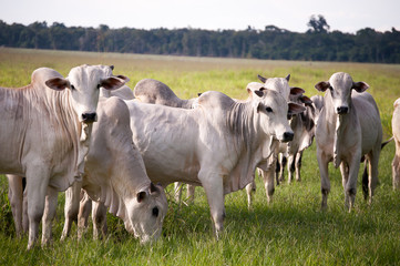 cow in the farm brazilian / Gado nelore no brasil