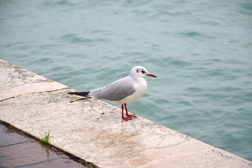 Venise - Italie