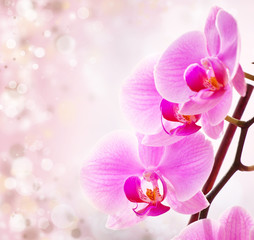 Pink orchid on spring background