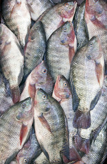 Group of tilapia fish