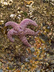 Starfish Attached to Rocks as the Surf is Coming In