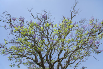 Jacaranda, Südafrika