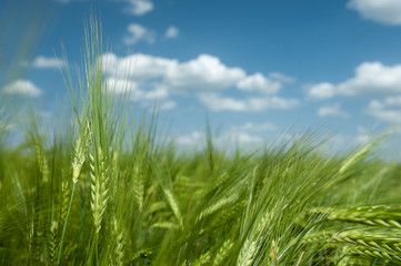 Obraz premium green wheat field and blue sky spring landscape