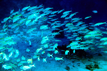 Coral fish in blue water.