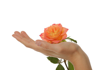 Female hand with rose.